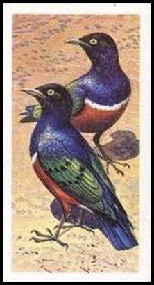 65BBRAB 39 Superb Glossy Starling.jpg